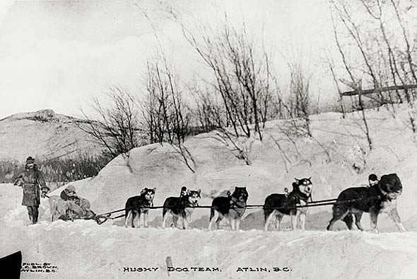 image of husky dogsled mail team from 1908