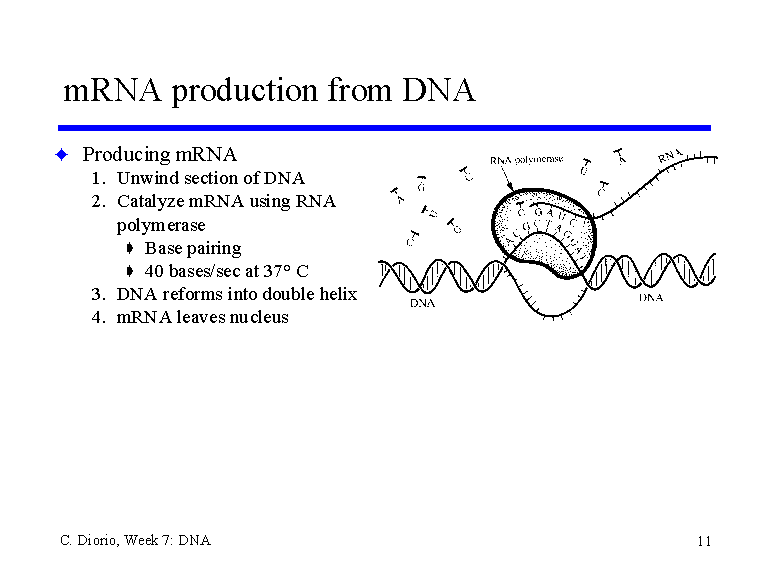 mrna-production-from-dna