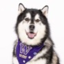 Photo of Dubs