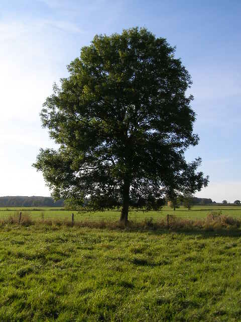 an image of a leafy tree in the middle of a peaceful green field