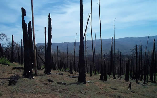 an image of the aftermath of a forest fire: withered trees standing upright