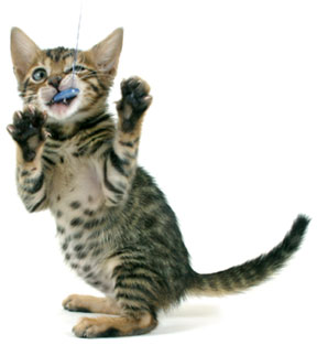 a Bengal kittie!
