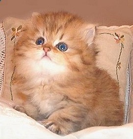 a Persian kittie!
