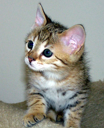 a Savannah kittie!