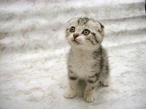 a Scottish Fold kittie!