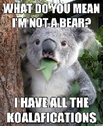 Koalified koala