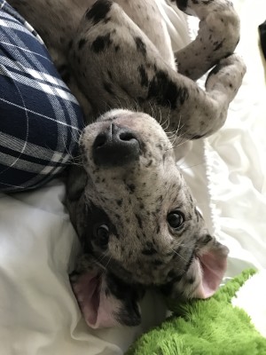 moar cute pupper