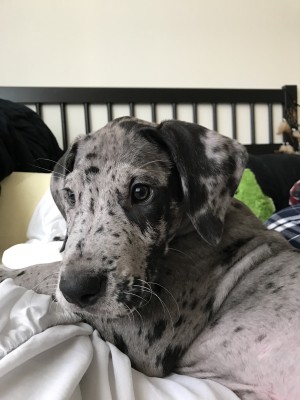 cute pupper