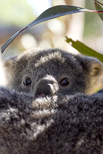 Koala Fan Page