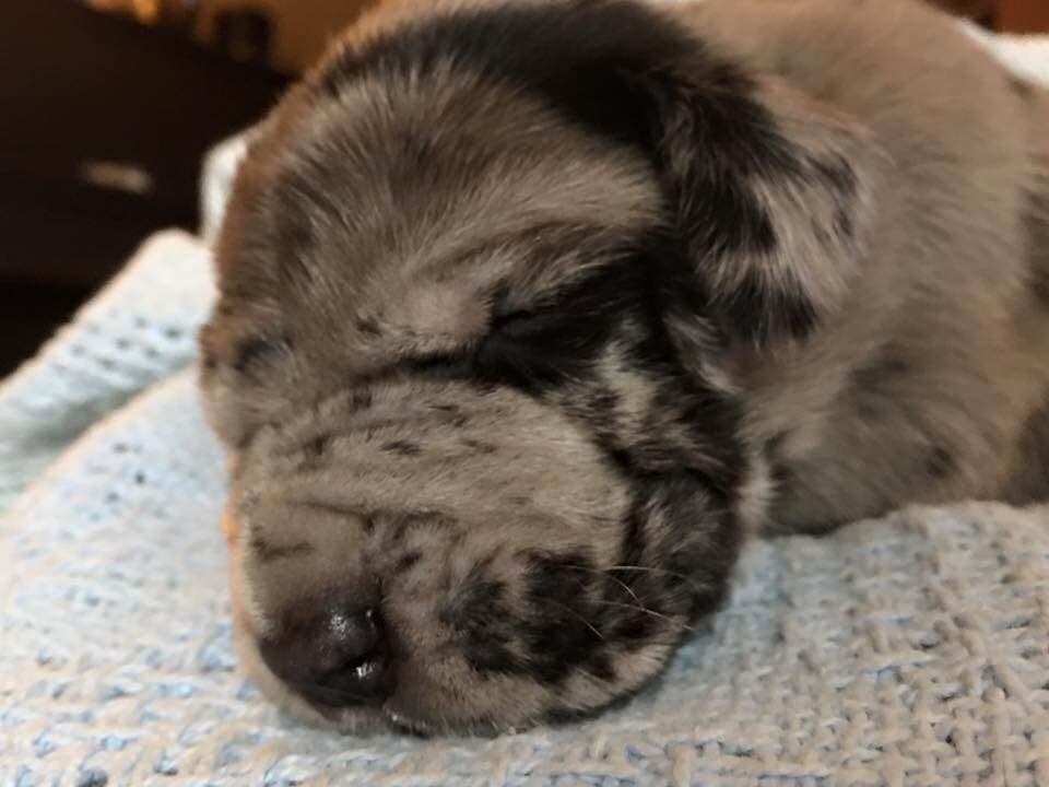 cookiedough with paws