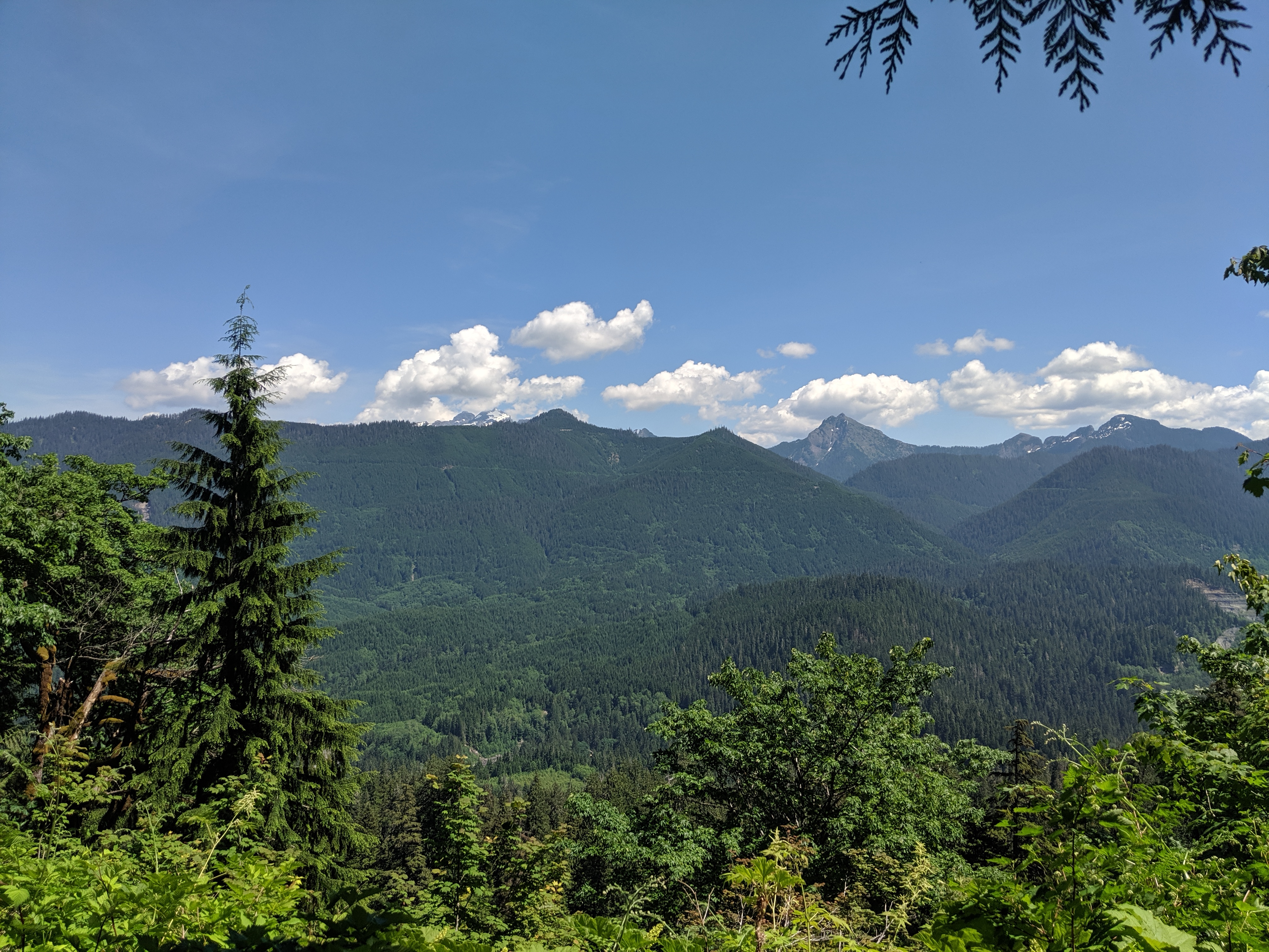 washington forest