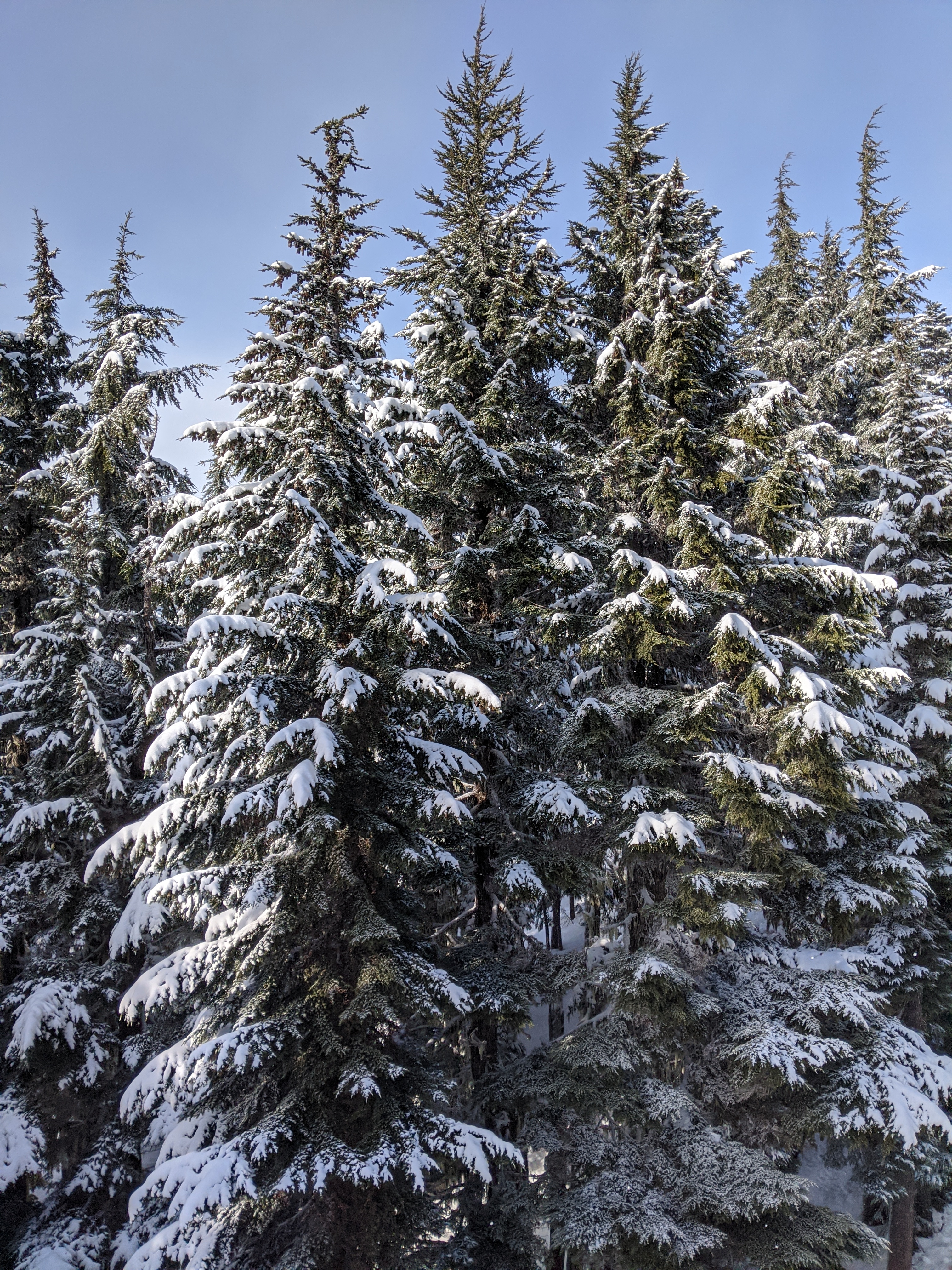 snowy trees