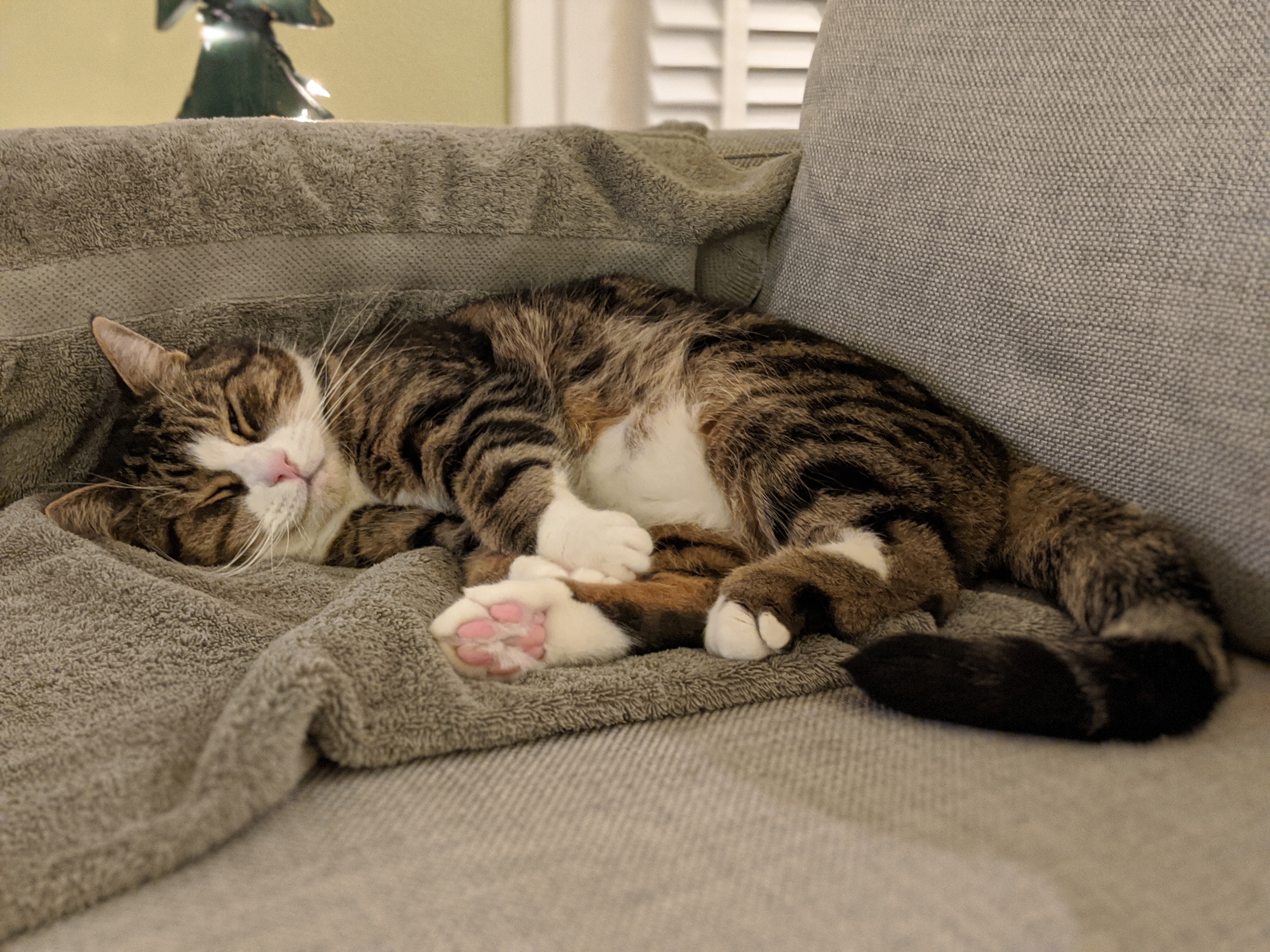 xavi sleeping