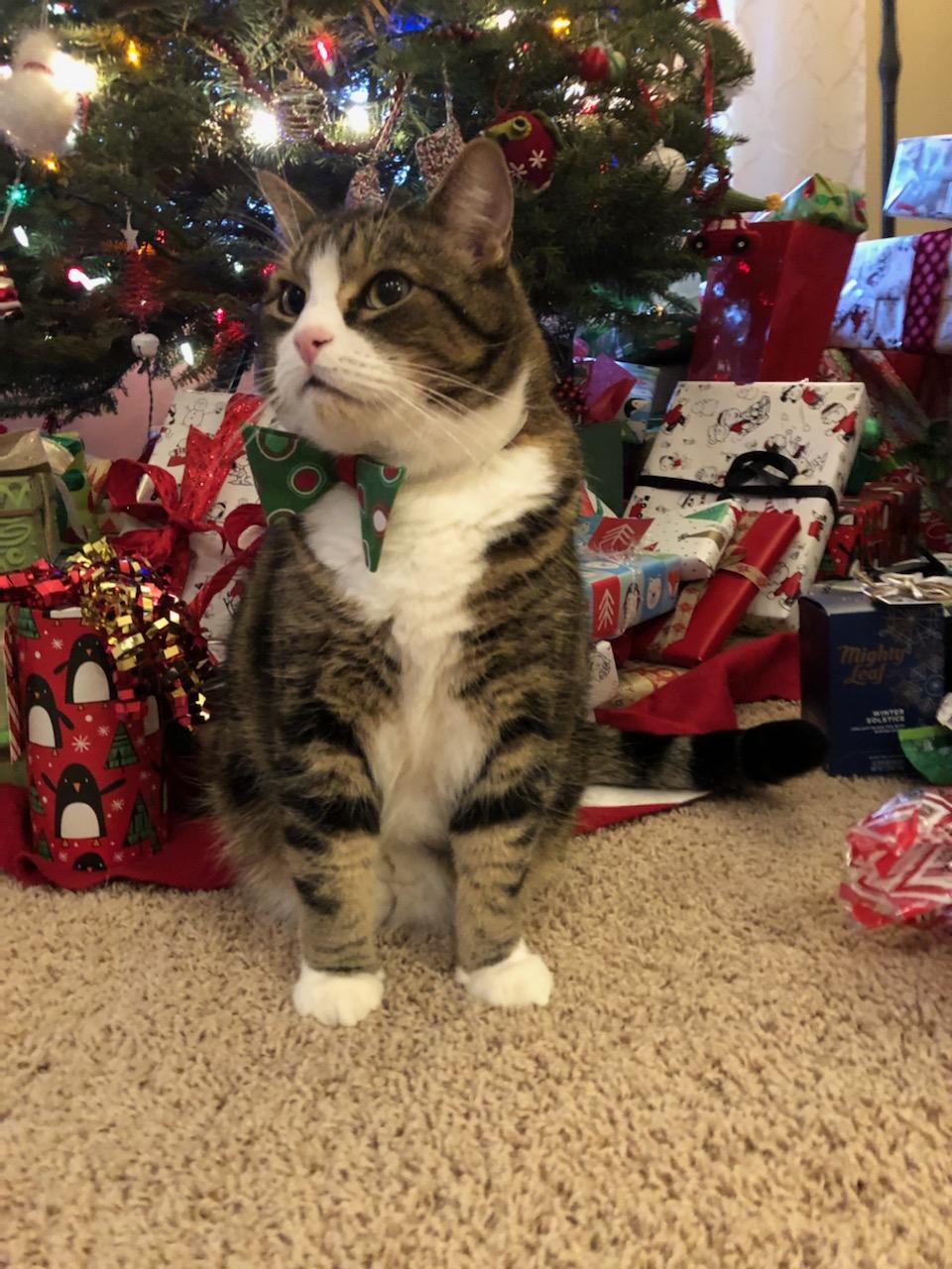 xavi with bowtie