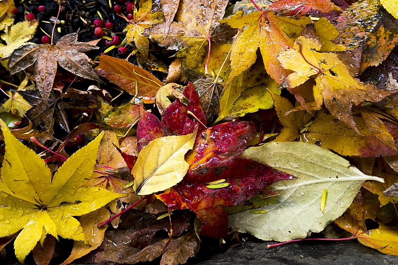 Colored leaves on the ground