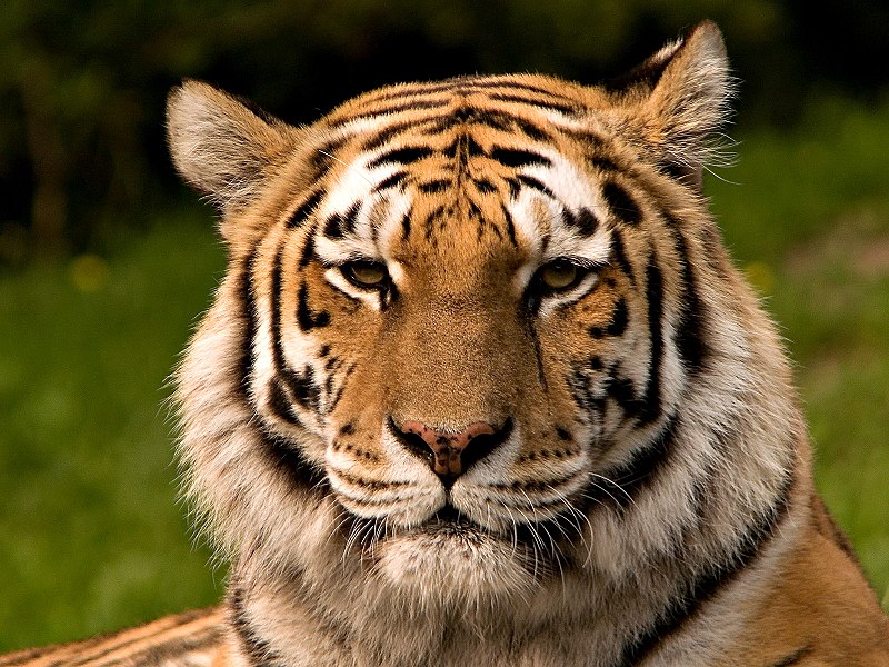 Portrait of a tiger