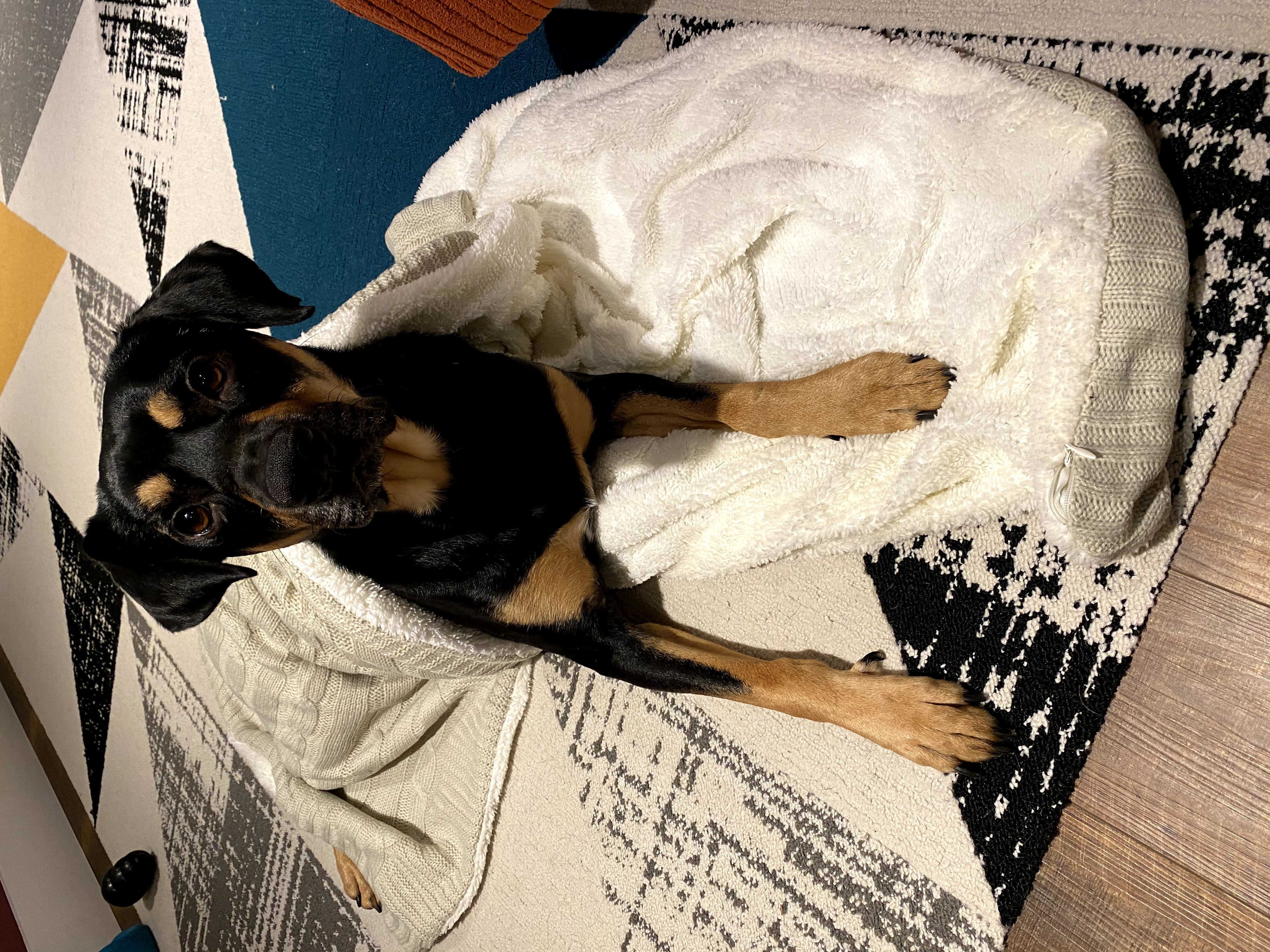Jax dog.
