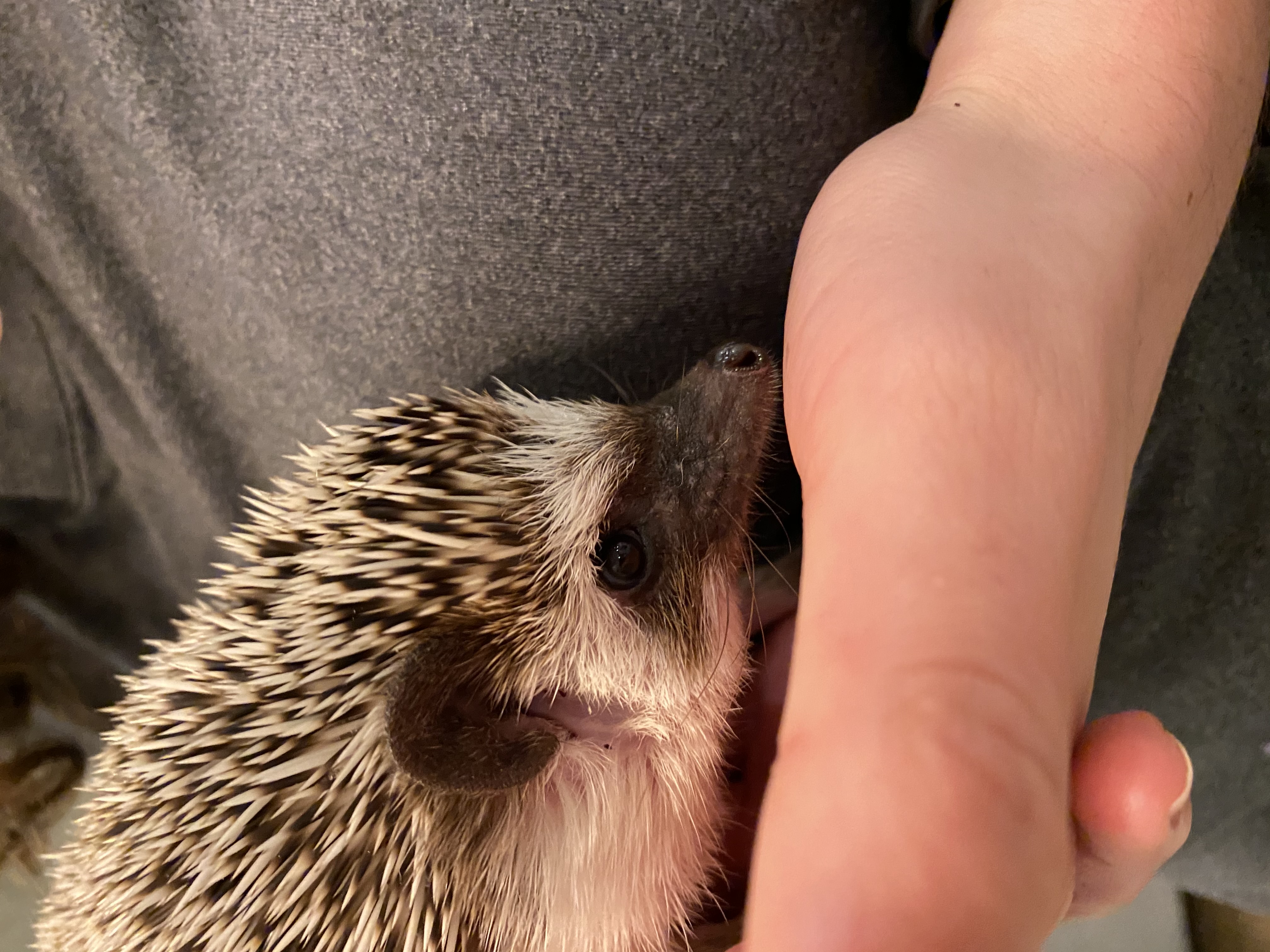 Kevin the hedgehog