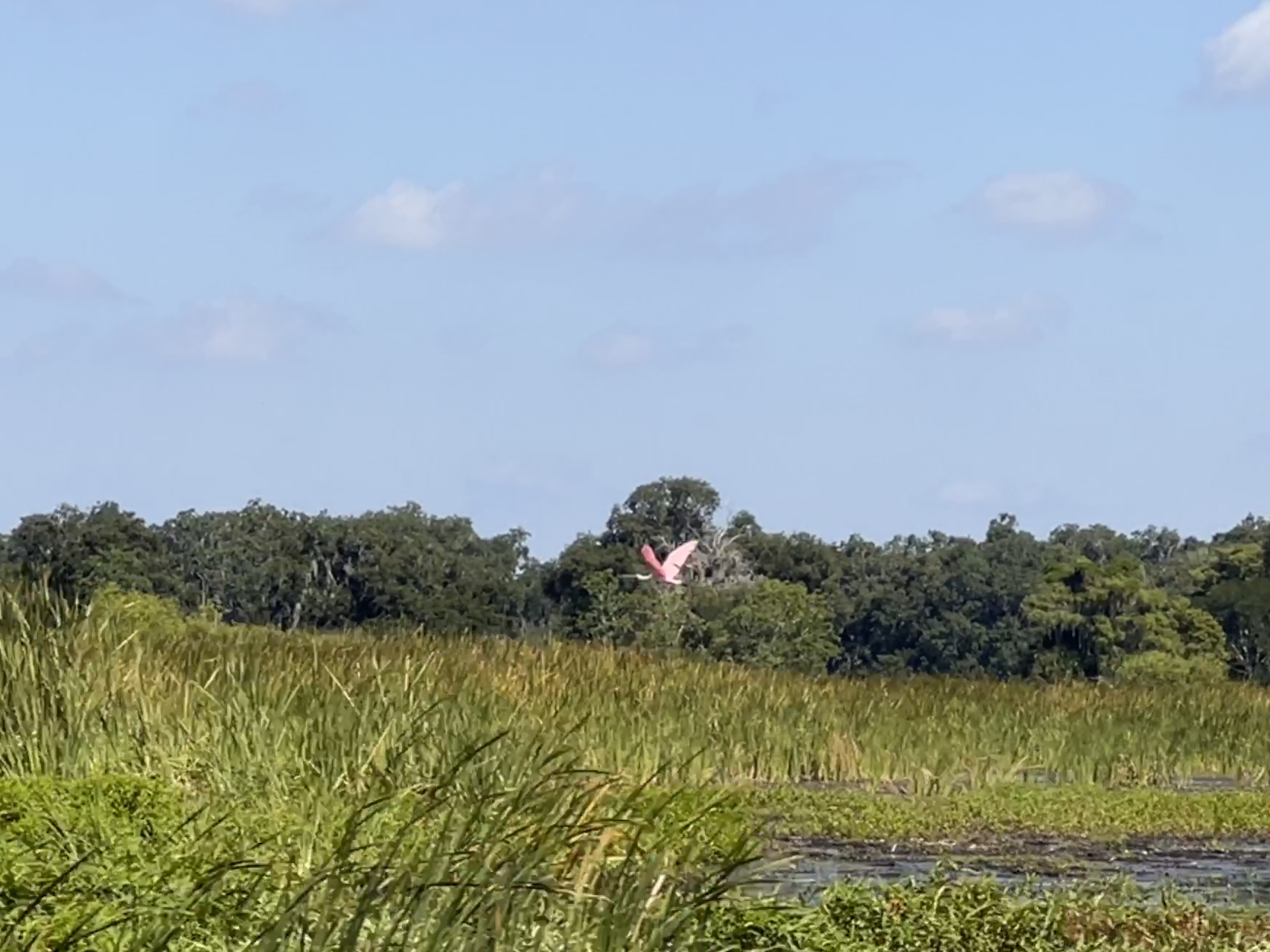 a roseate spoonbill
