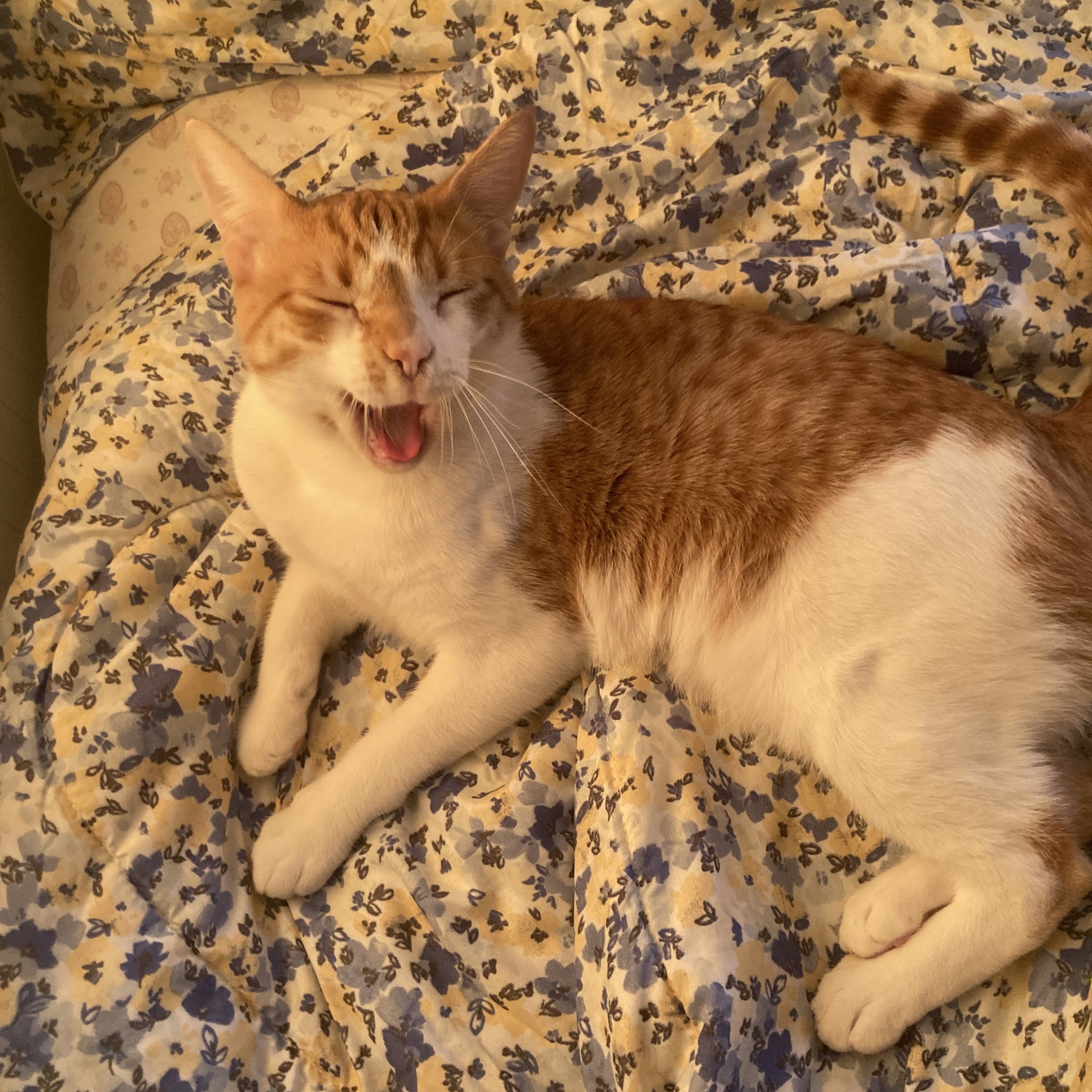 Caravaggio making a silly yawning face