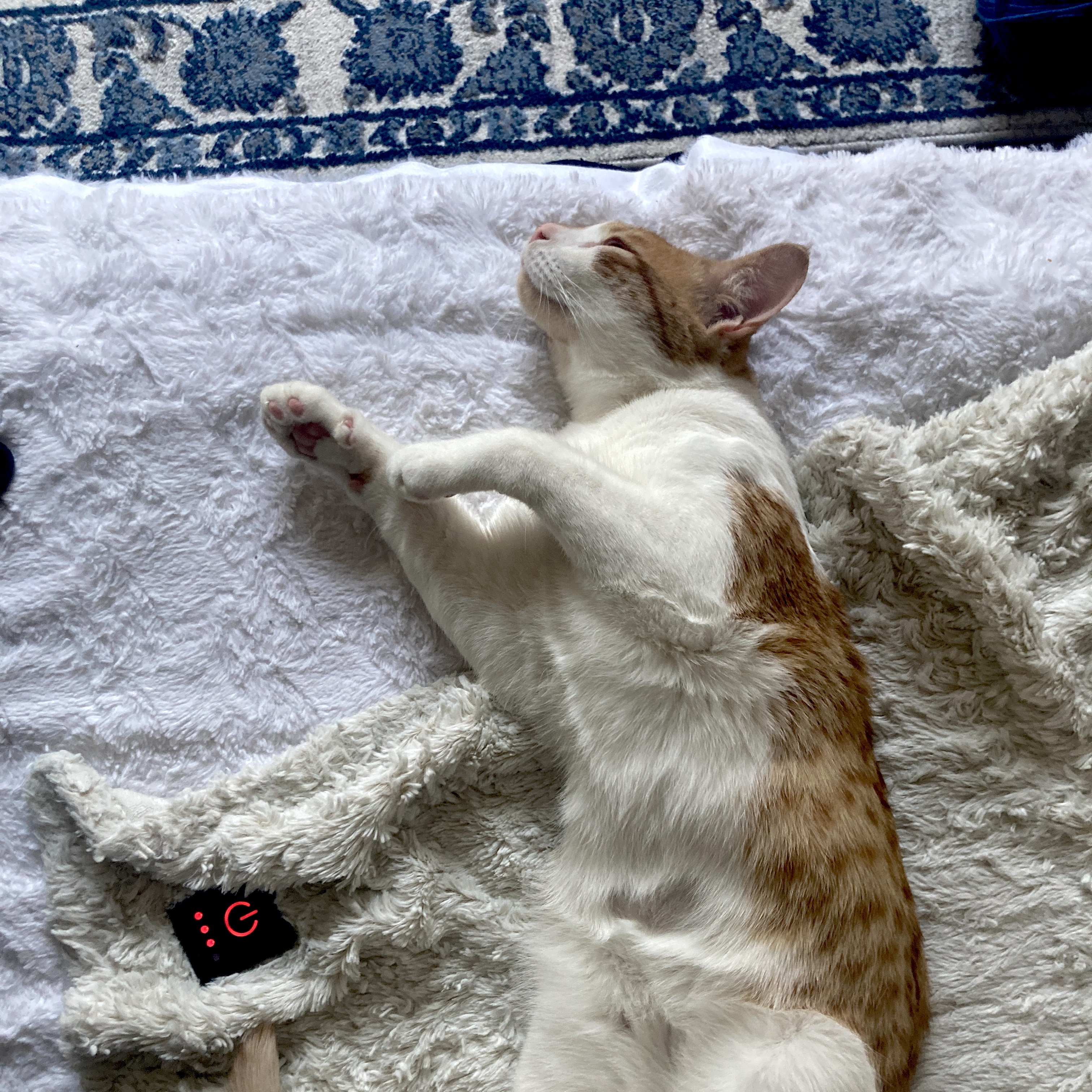 Caravaggio enjoying a heated blanket
