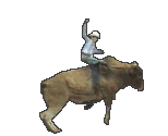 guy riding bull
