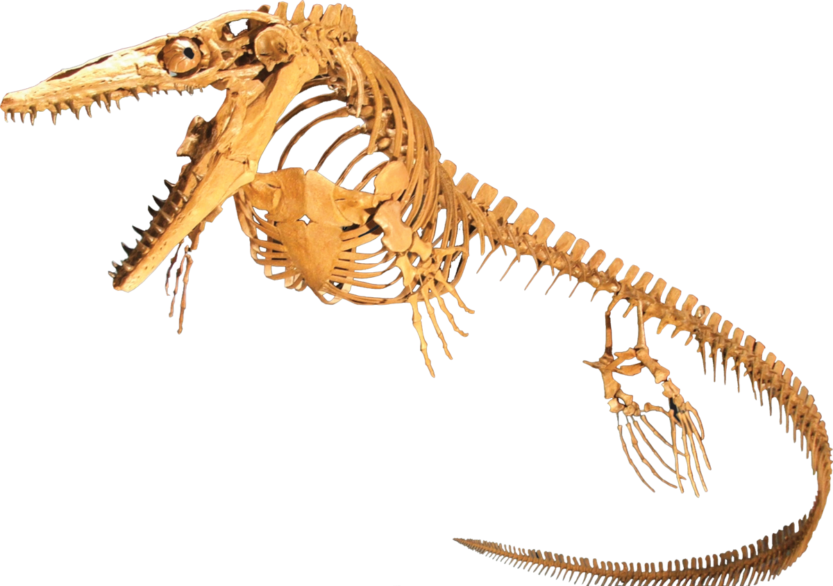 dinosaur skeleton