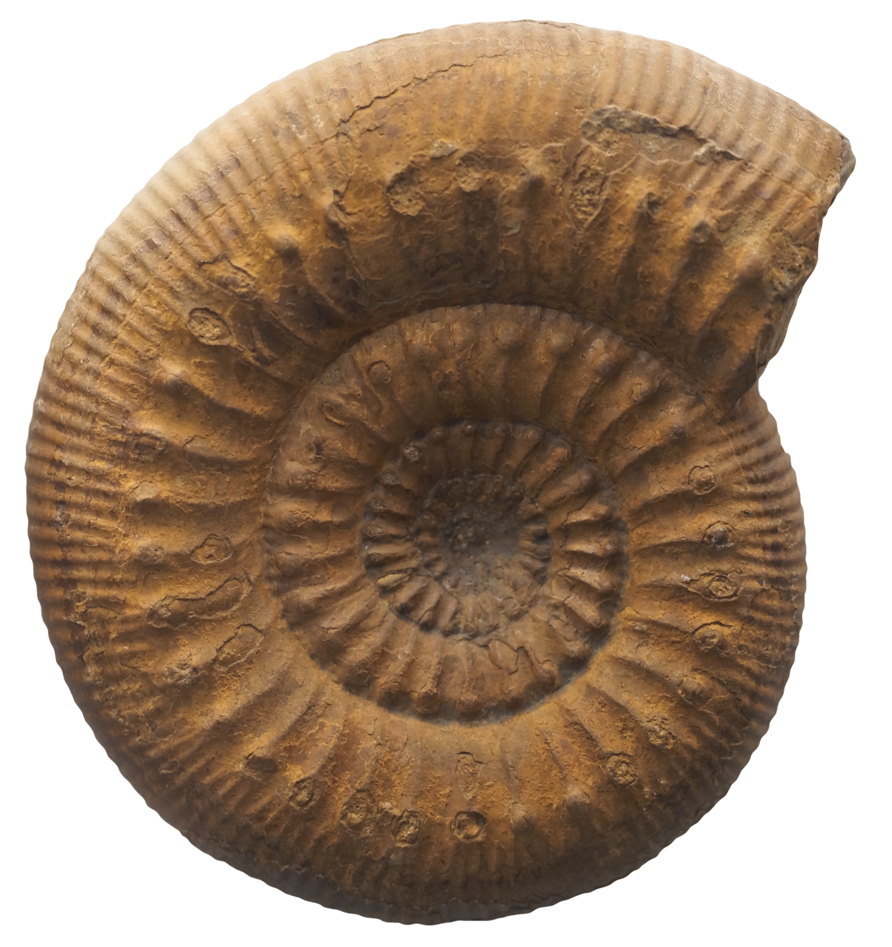 fossil