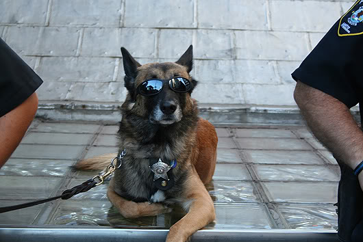 Cool police dog