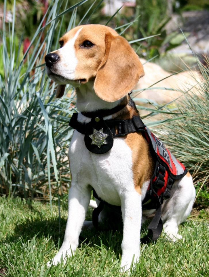 beagle police dog