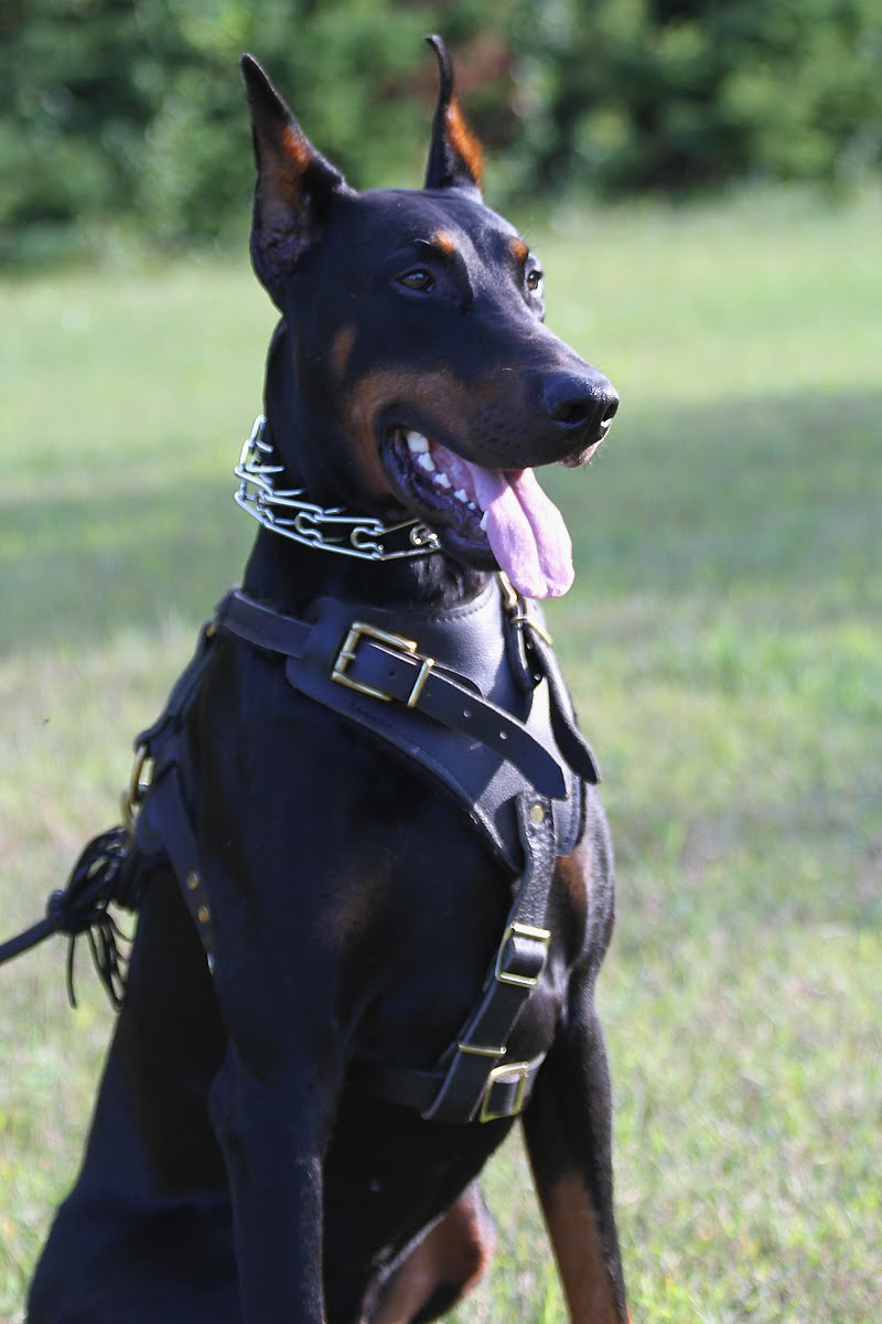 Doberman police dog