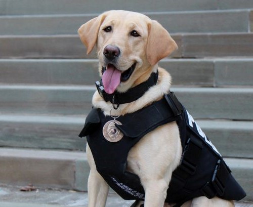 labrador police dog