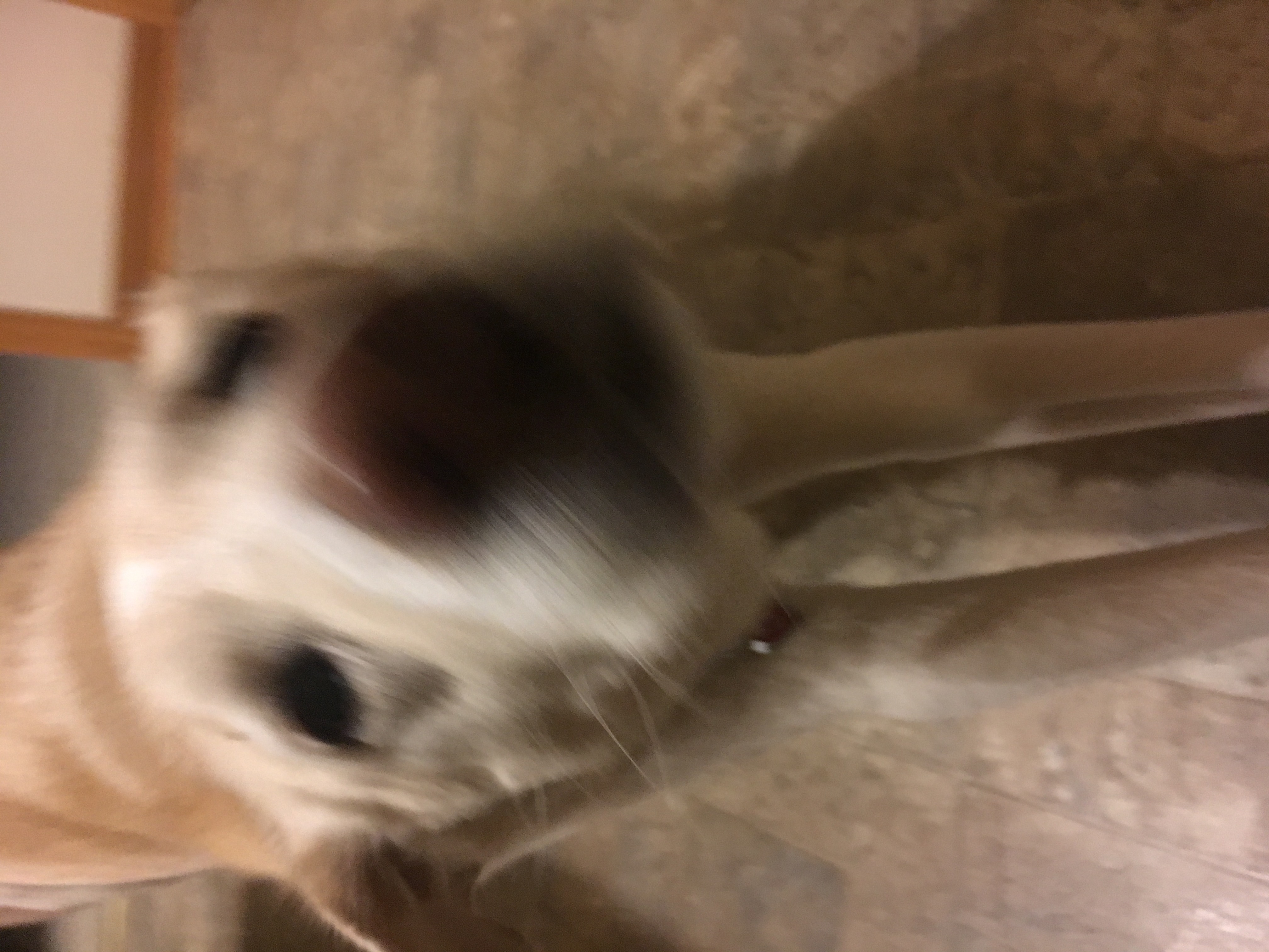 blurry faced pupper