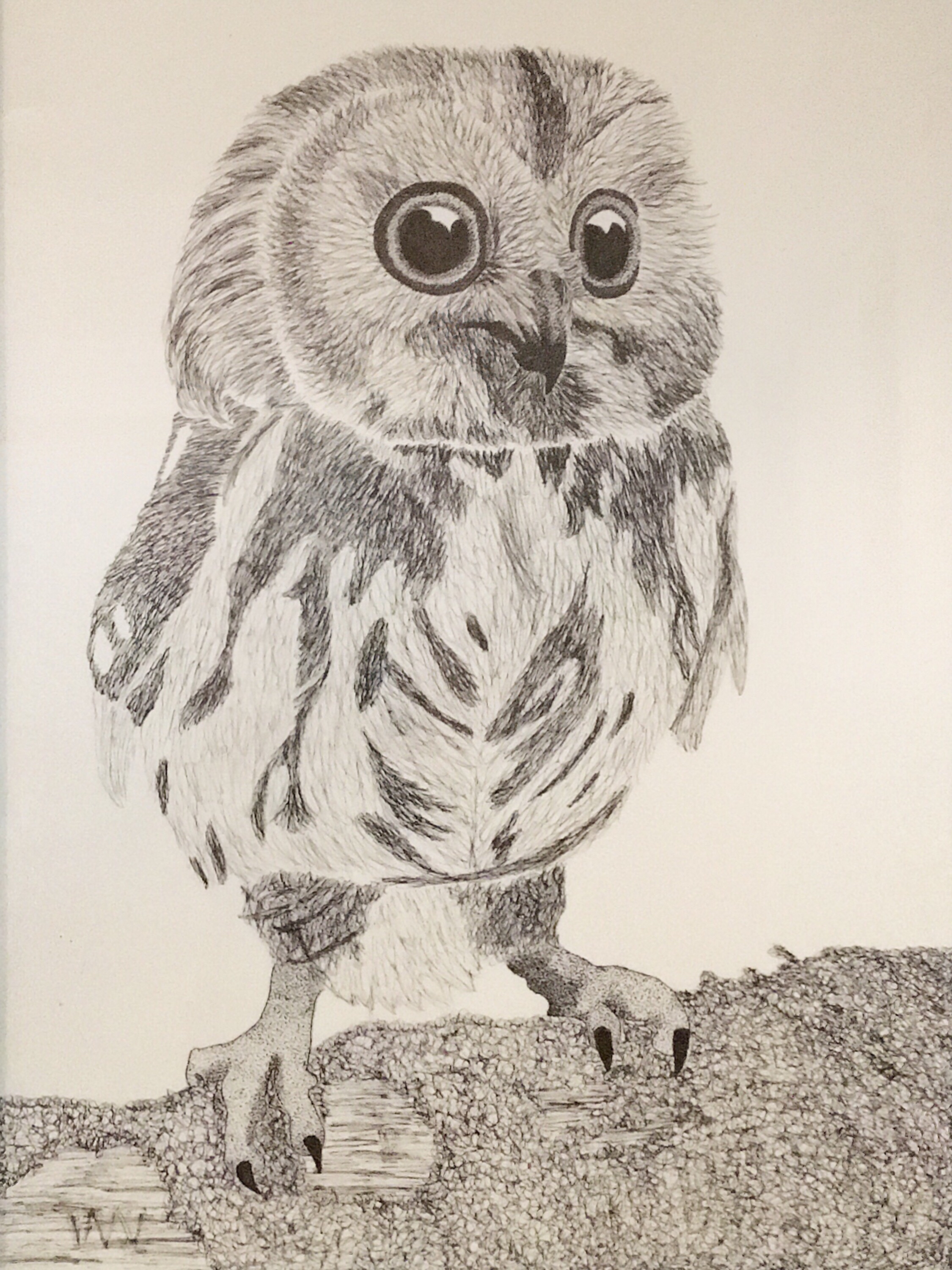pen and ink drawing of owl