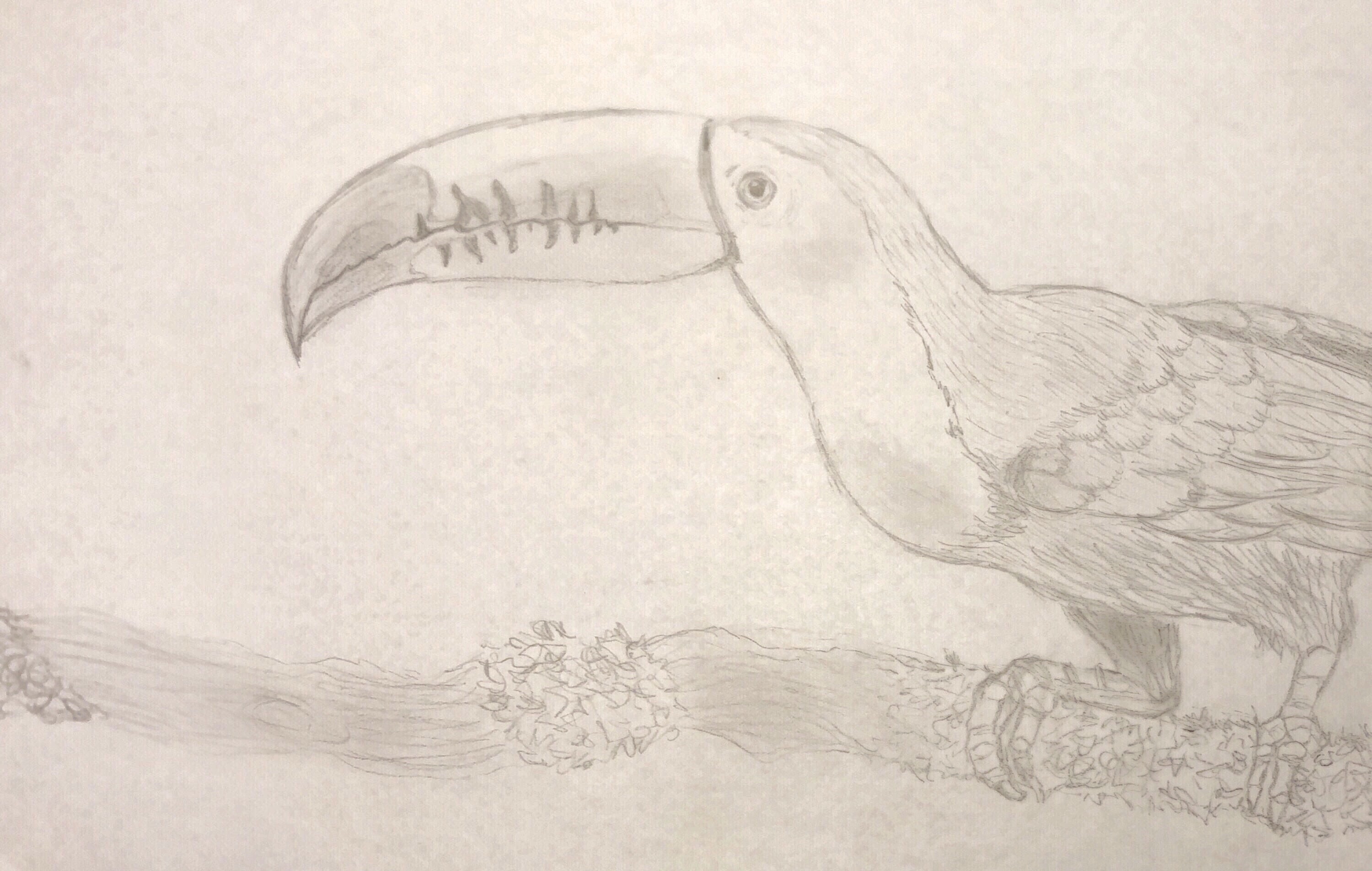 pencil drawing of toucan