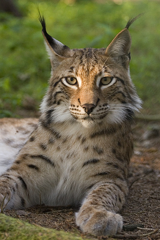 smug lynx