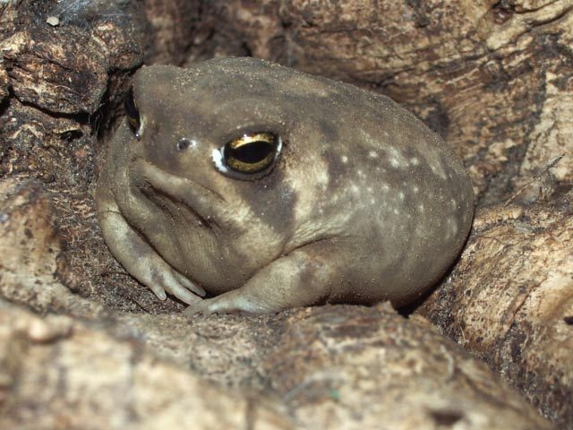 A pouting desert rainfrog