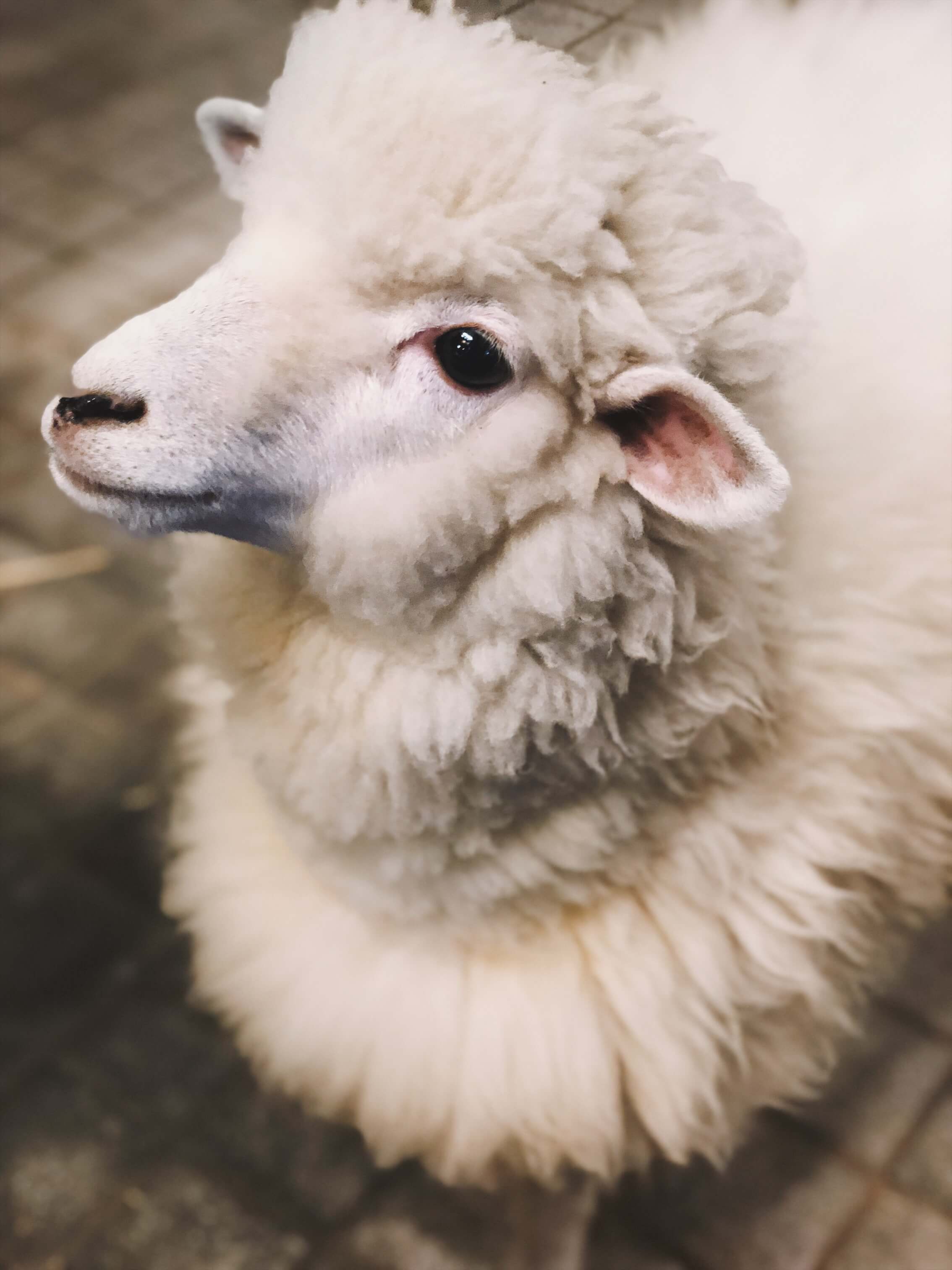 A sheep (2)