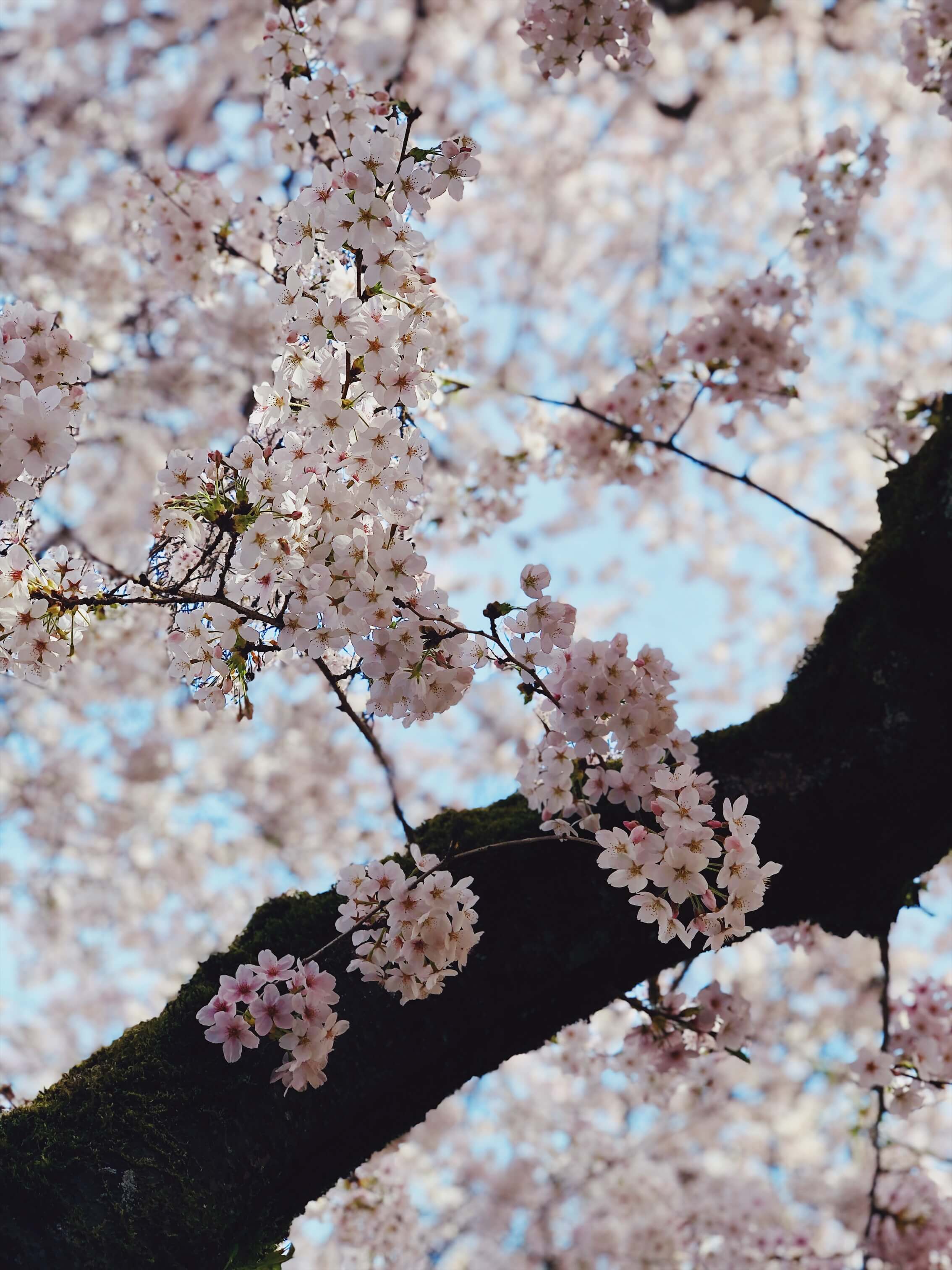 A photo of cherry blossoms.