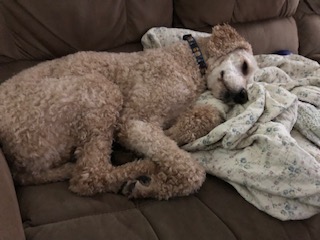 My Standard Poodle Rory