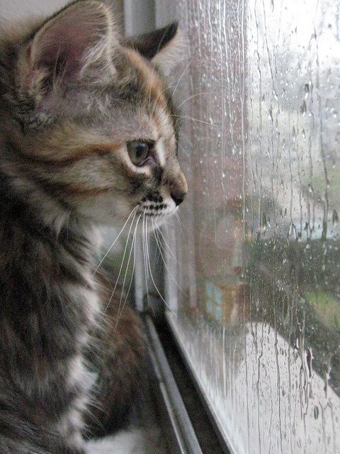 kitten sad in rain