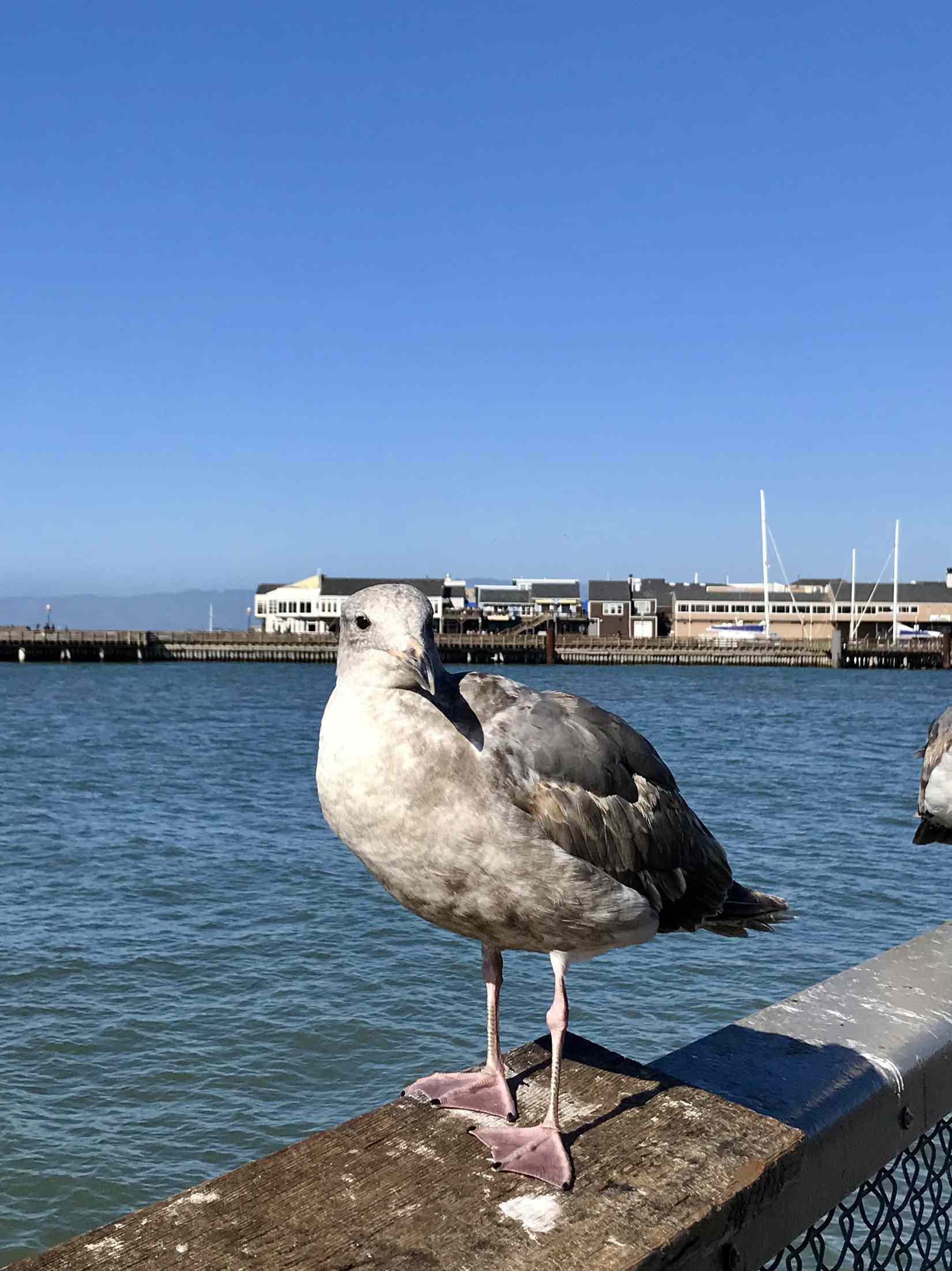 a happy seagull