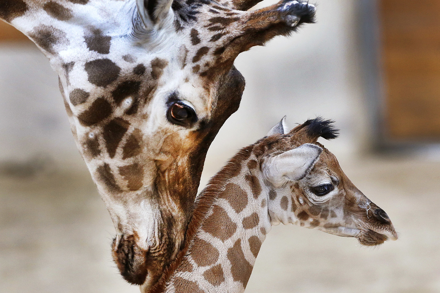 A baby giraffe is nuzzled by its mother