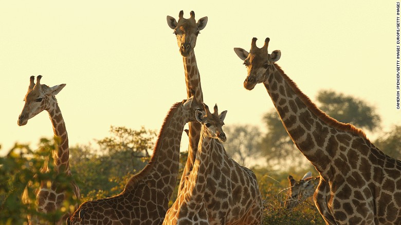 A group of Giraffes in a game reserve