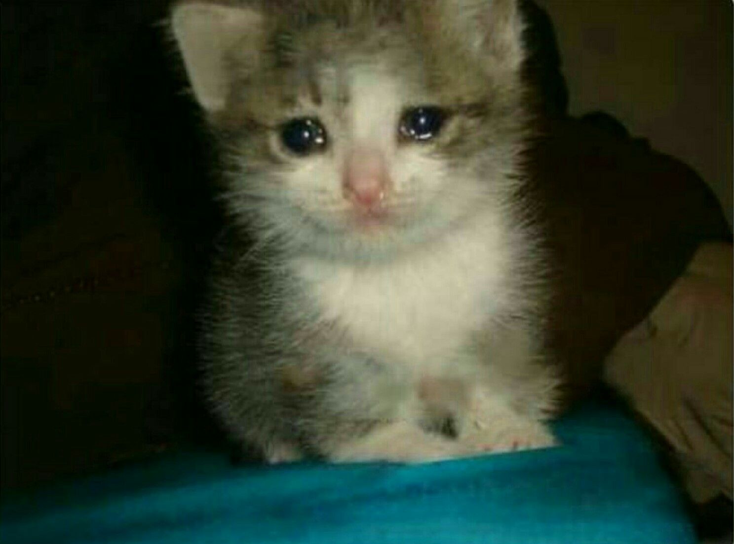 A picture of a crying cat