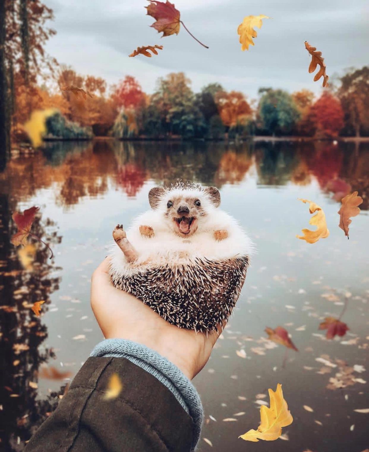 A happy hedgehog! Why? Because it's cute!