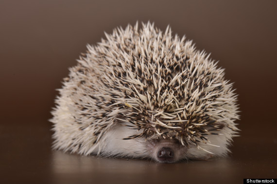 A tired and sad hedgehog