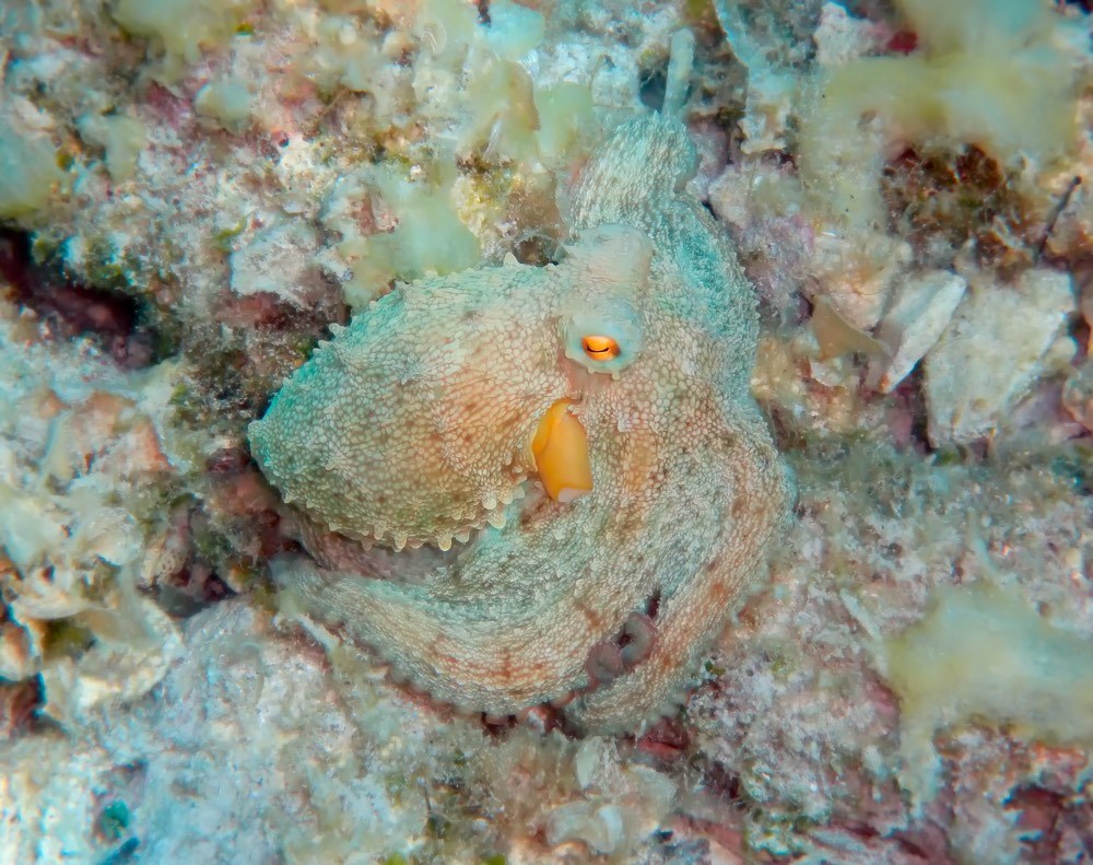 octopus hiding