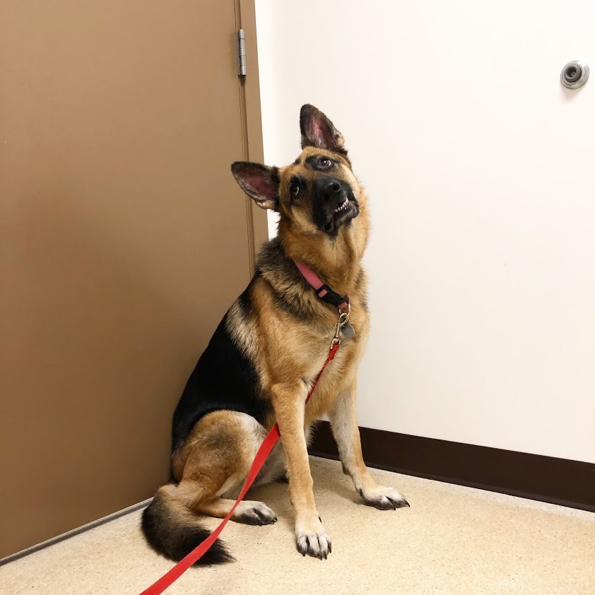 My dog sitting next to the door ready to leave after 24 seconds
      at the vet.