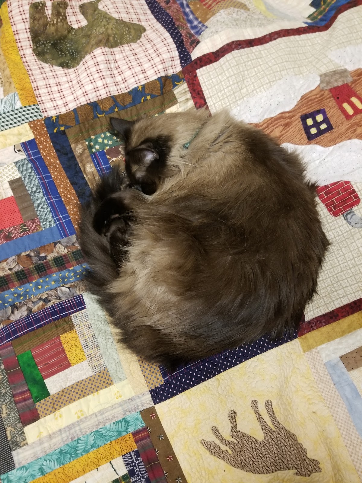 a cat contentedly curled up enjoying a nap on a bedspread